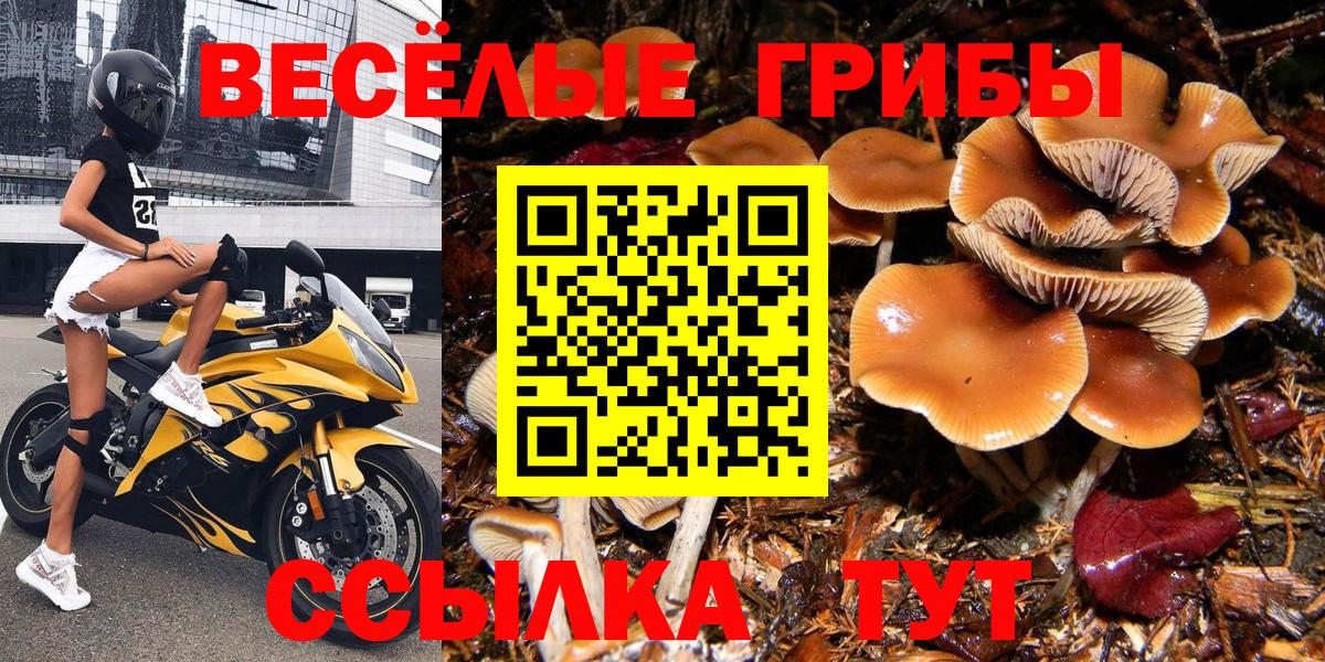 Псилоцибиновые грибы прущие грибы  Вход с VPN  Шатура 